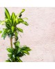 Dracaena Massangeana 2 Stem